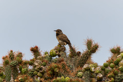 Campylorhynchus brunneicapillus sandiegensis