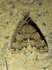 Idia concisa