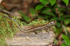 Silvascincus murrayi