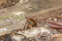 Silvascincus murrayi