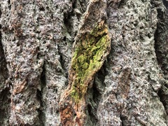 Chrysothrix granulosa