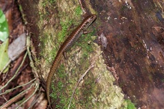 Silvascincus murrayi