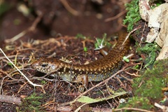 Silvascincus murrayi