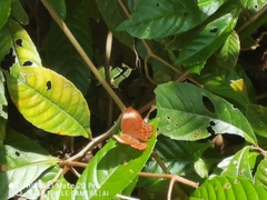 Abisara saturata