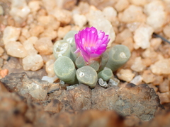 Frithia pulchra