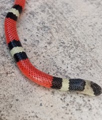 Sonora michoacanensis