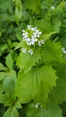 Alliaria petiolata