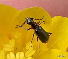 Malachius mixtus