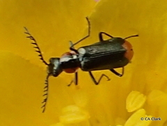 Malachius mixtus
