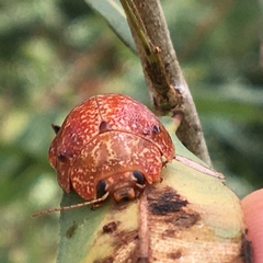 Paropsis variolosa