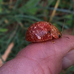 Paropsis variolosa