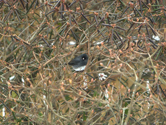 Junco hyemalis image