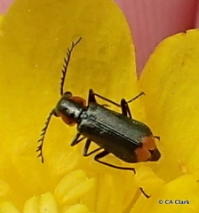 Malachius mixtus