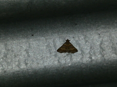 Heterogramma circumflexalis