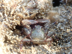 Petrocheles australiensis