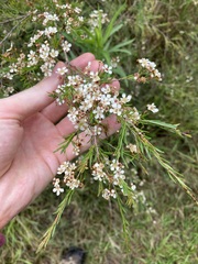 Sannantha pluriflora