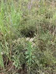 Sannantha pluriflora