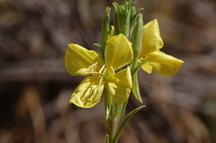 Oenothera elata hirsutissima