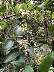 Clematis meyeniana