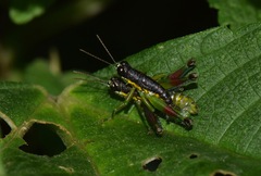 Liebermannacris dorsualis