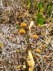 Juncus scirpoides