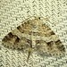 Welsh Wave Moth - Photo (c) Louis Imbeau, some rights reserved (CC BY), uploaded by Louis Imbeau