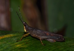 Phaeoparia