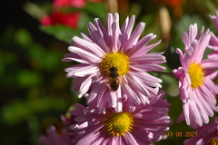 Eristalis tenax