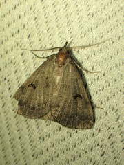 Phalaenostola hanhami