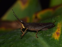 Phaeoparia