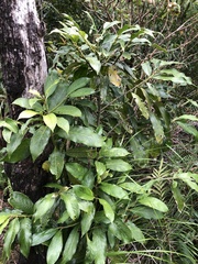 Lasianthus chinensis