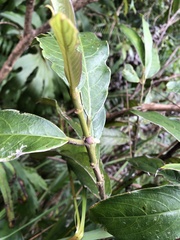 Lasianthus chinensis