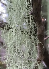 Usnea trichodea