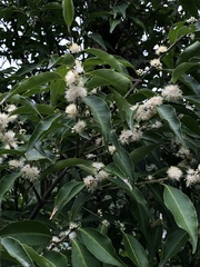 Symplocos setchuensis