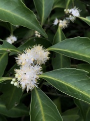 Symplocos setchuensis