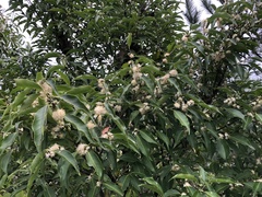 Symplocos setchuensis