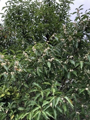 Symplocos setchuensis