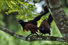 Centropus sinensis