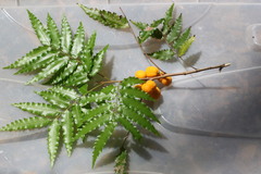 Sarcotoechia serrata