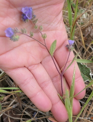 Phacelia breweri