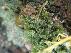 Caulerpa geminata
