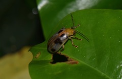Exora obsoleta