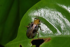 Exora obsoleta