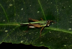 Scaria