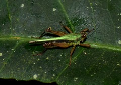 Scaria