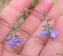 Phacelia breweri