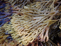 Xiphophora chondrophylla