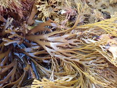 Xiphophora chondrophylla