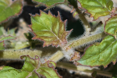 Chylismia
