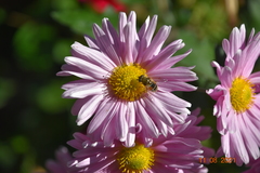 Eristalis tenax